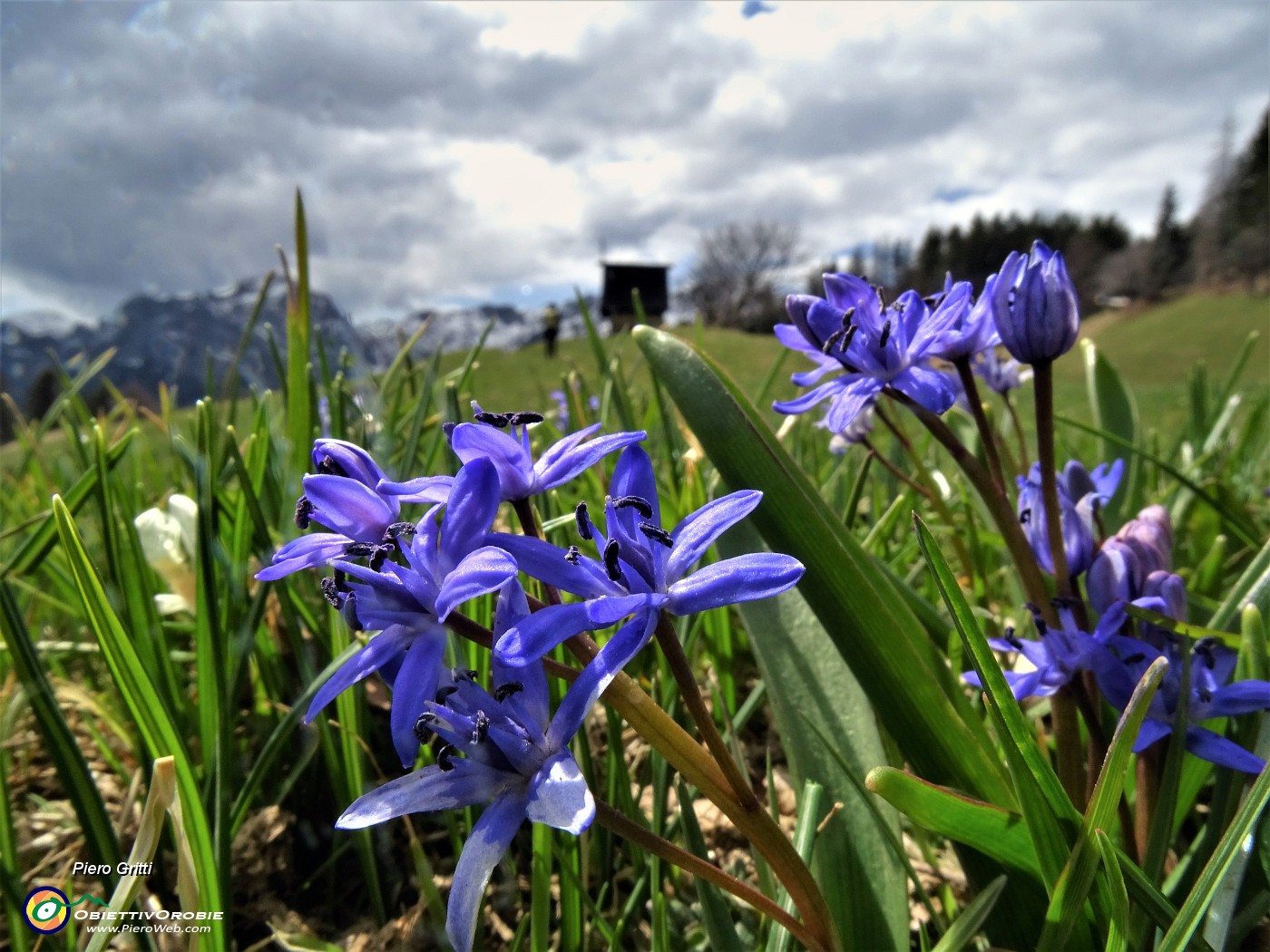 52 Crocus vernus (Crocus) e Scilla bifolia (Scilla silvestre) ai prati della Pigolotta di Valtorta .JPG -                                